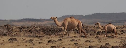 Öknen i norra Kenya